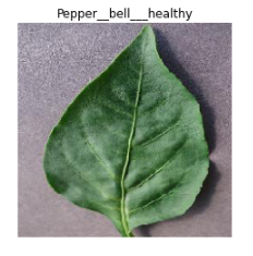 pepper bell